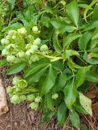 Image of livid hellebore