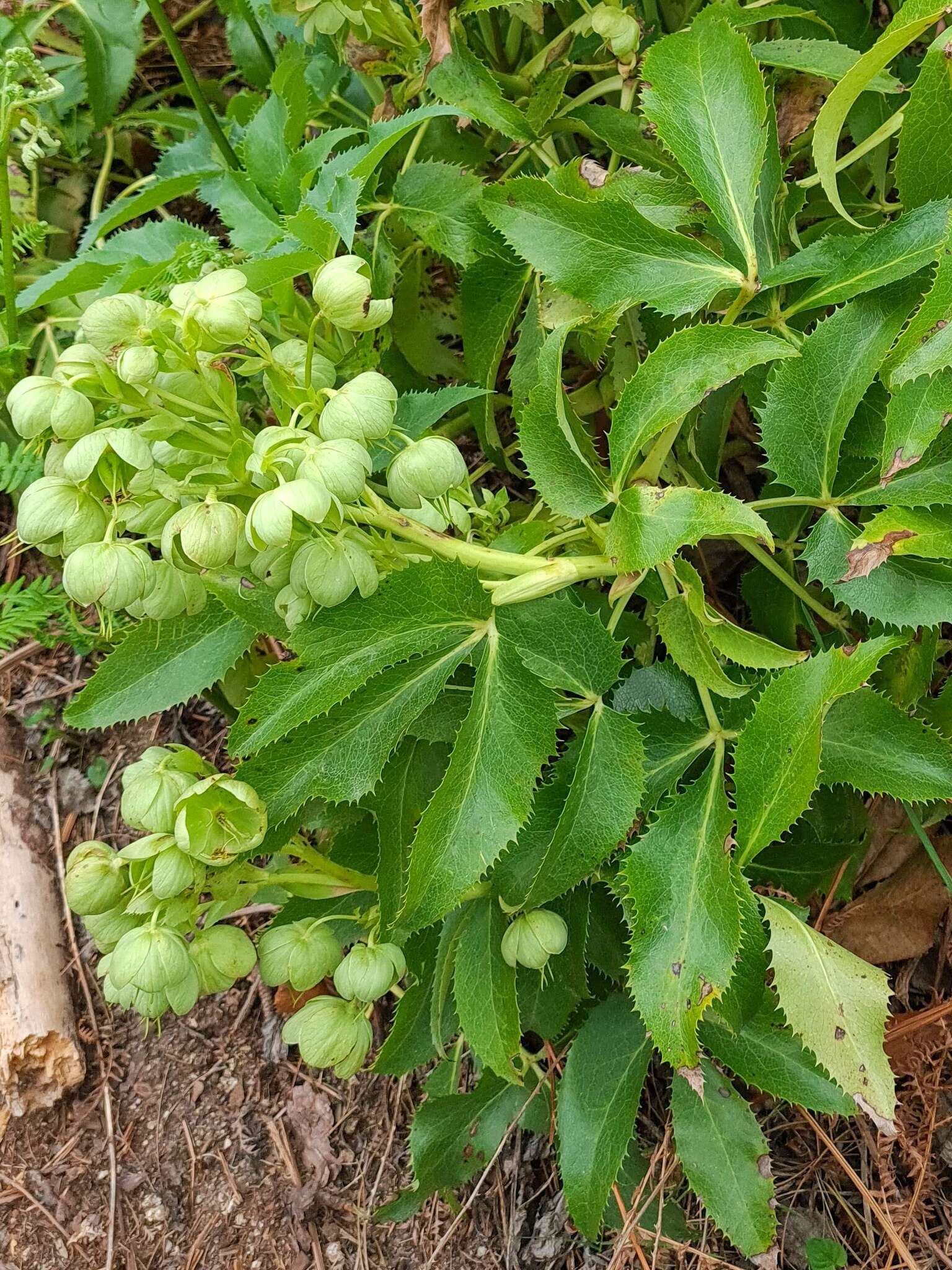 Image of livid hellebore