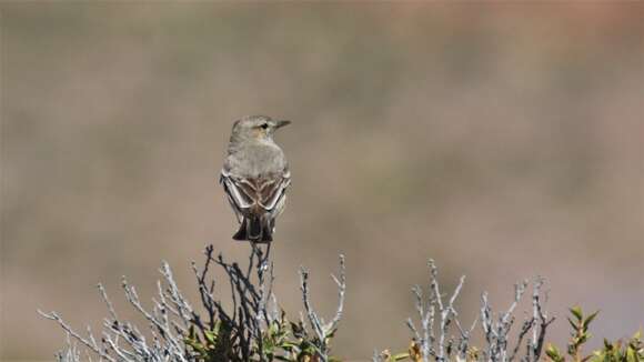 Image of Lesser Shrike-Tyrant