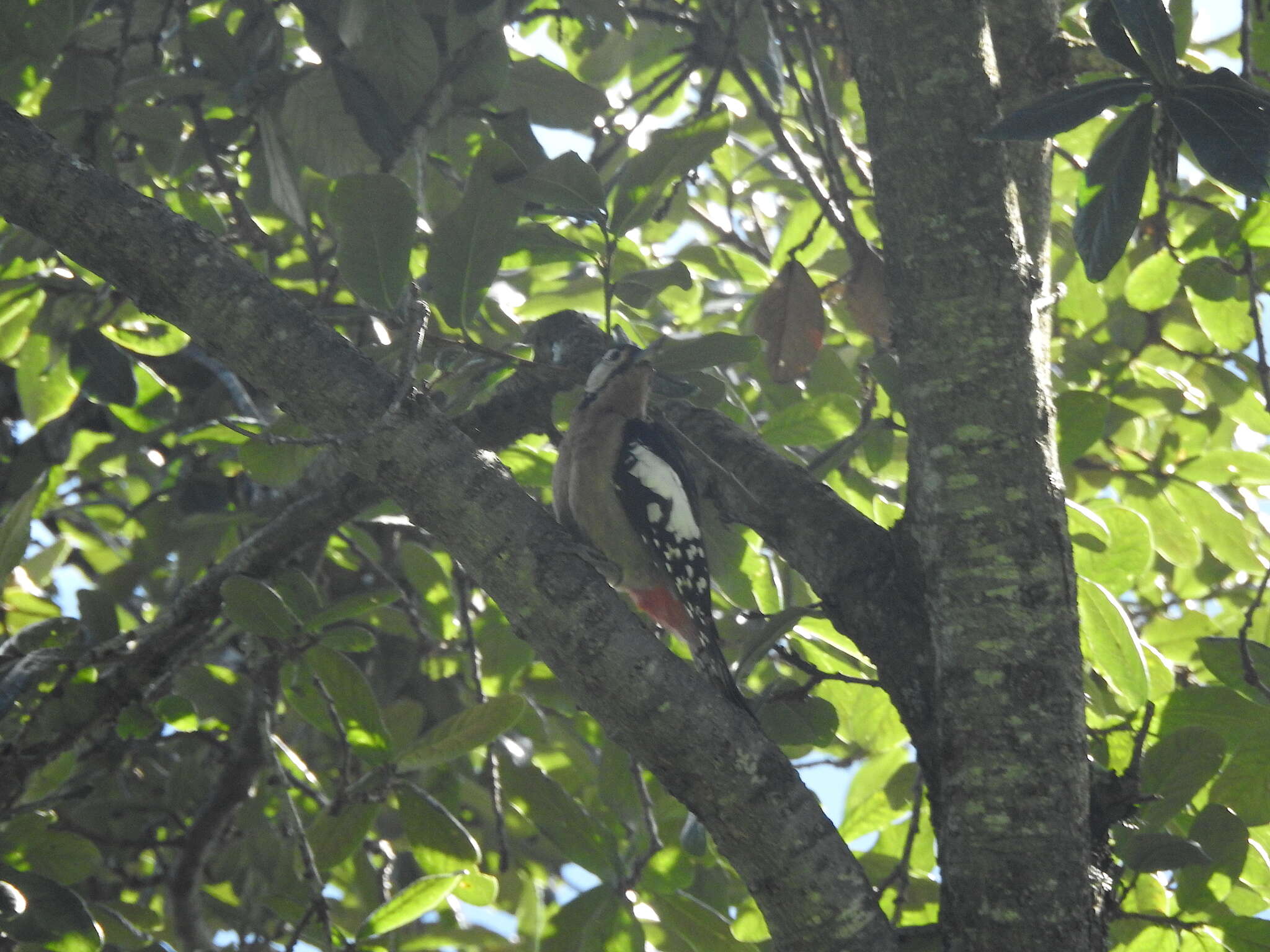 Image of Himalayan Woodpecker