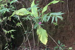 Image of Curcuma pseudomontana J. Graham