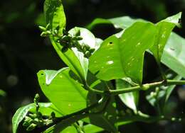 Image of Euodia hylandii T. G. Hartley