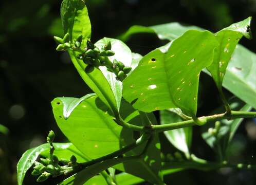 Imagem de Euodia hylandii T. G. Hartley