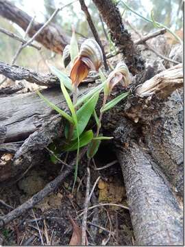 Image of Red-banded greenhood