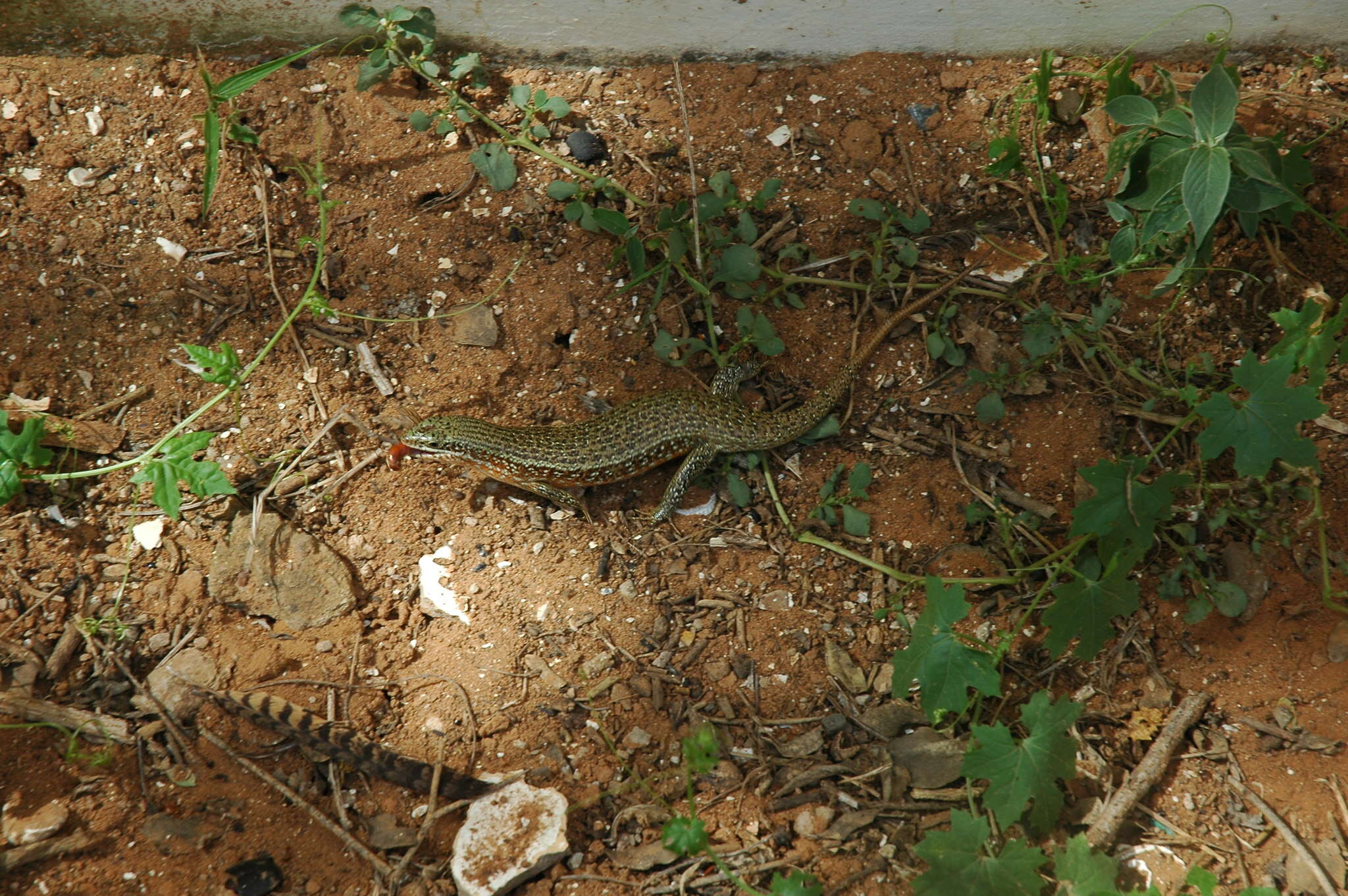 Sivun Trachylepis perrotetii (Duméril & Bibron 1839) kuva