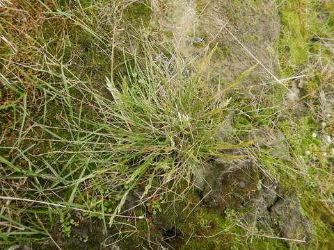 Image of Deschampsia cespitosa subsp. cespitosa