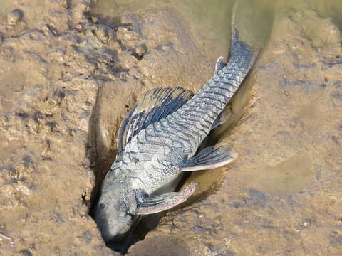 Image of Catfish