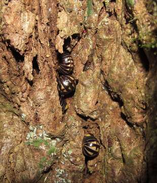 Image of Hyleoglomeris lobus Nguyen, Sierwald & Marek 2019