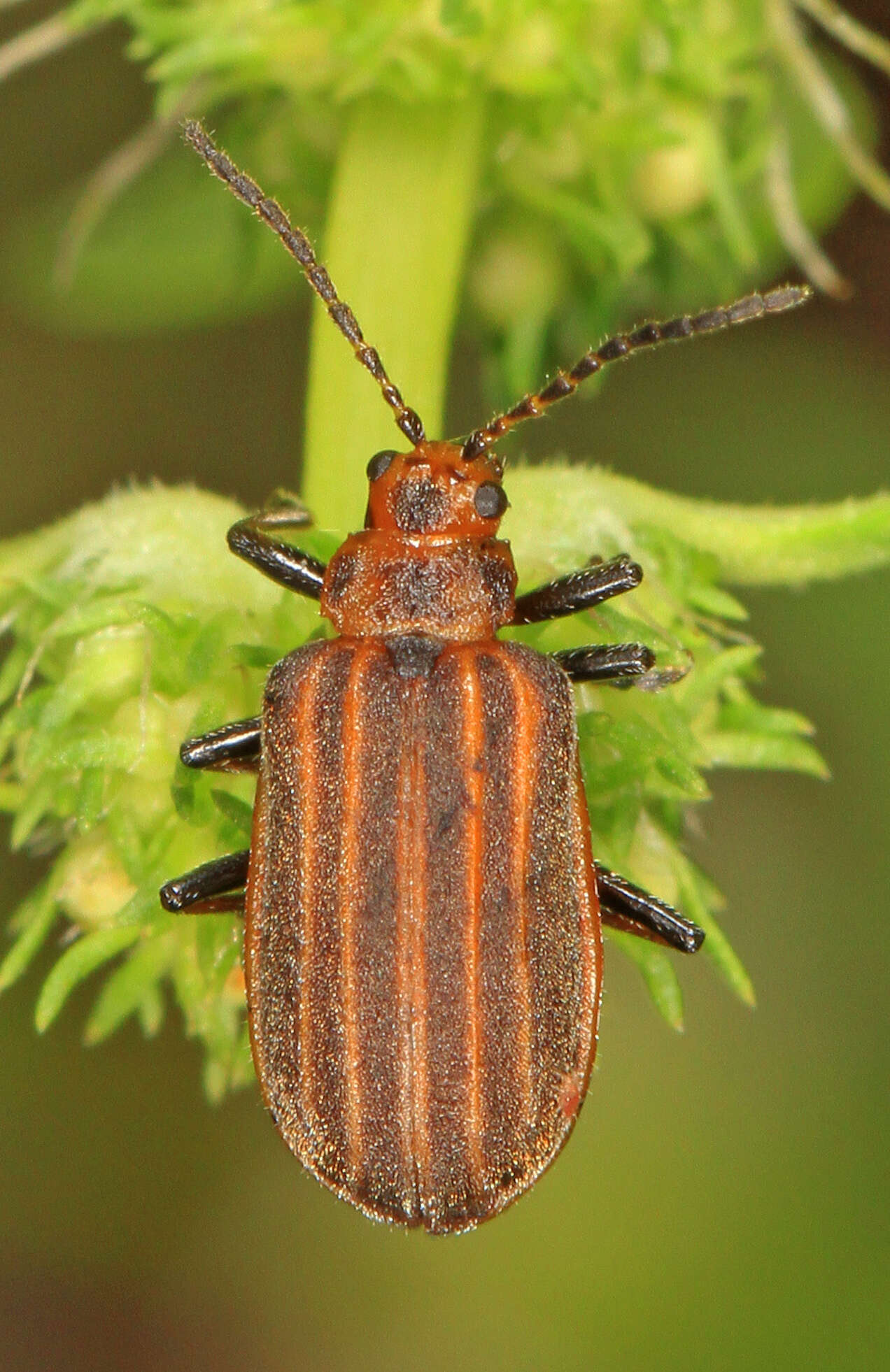 Imagem de Neolochmaea dilatipennis (Jacoby 1886)