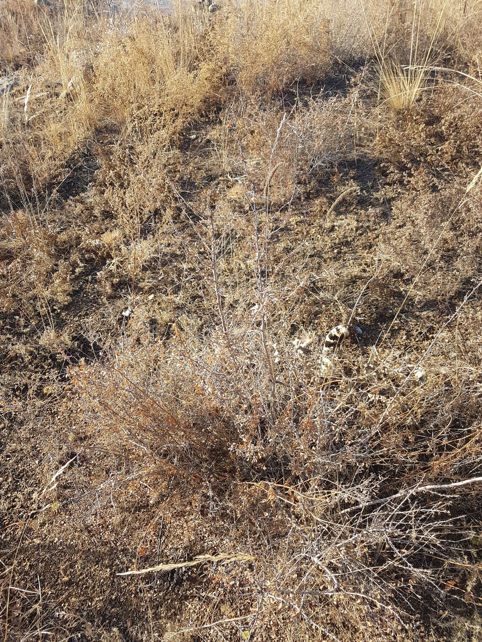 Image of Spiraea aquilegifolia Pall.