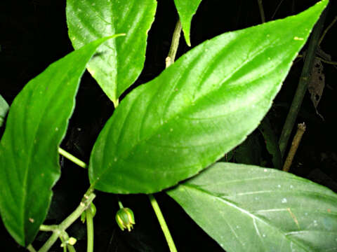 Image of Besleria laxiflora Benth.