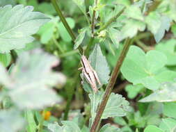 Bogotacris varicolor (Stål 1878)的圖片