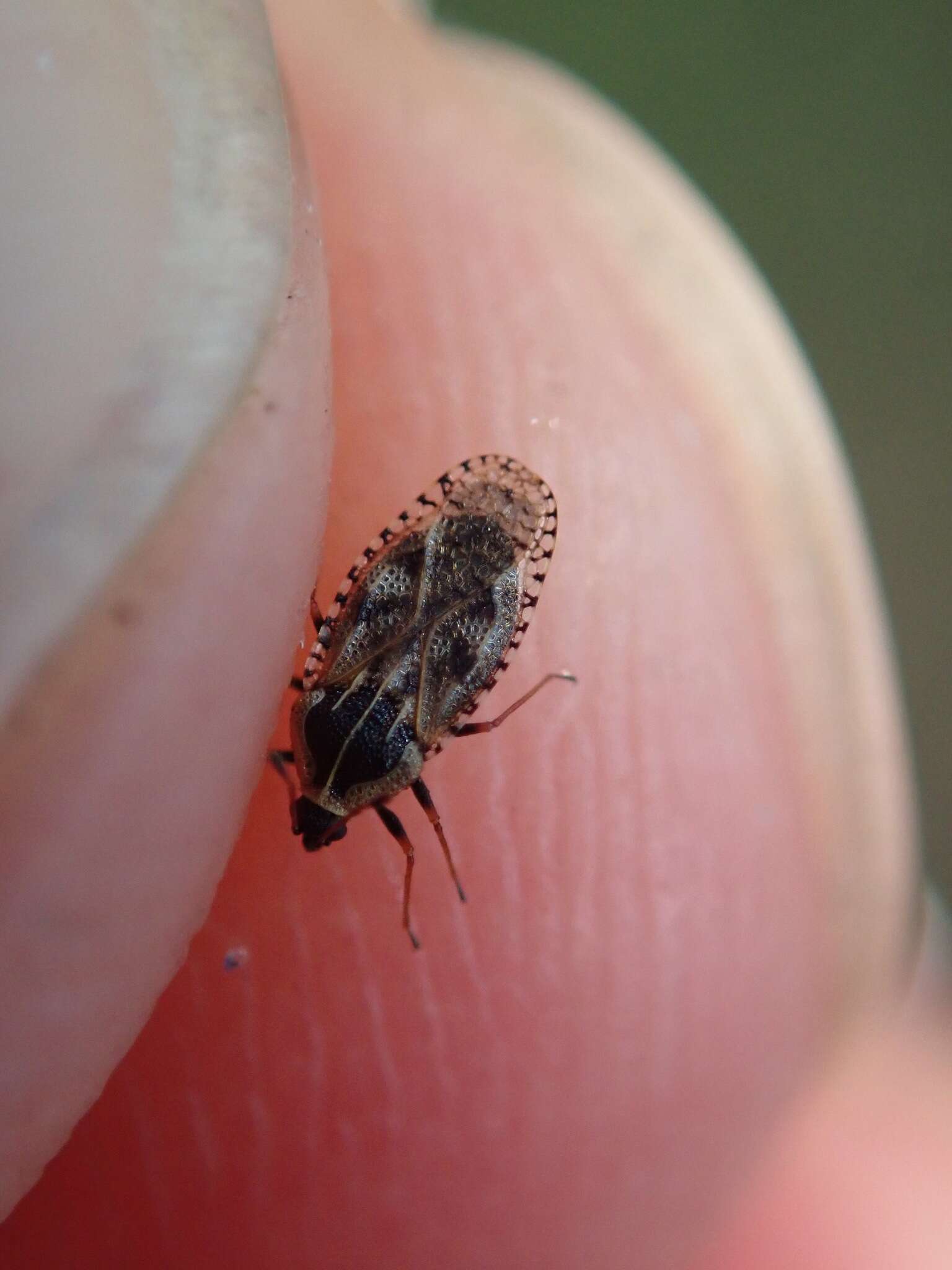 Image of Lace bug