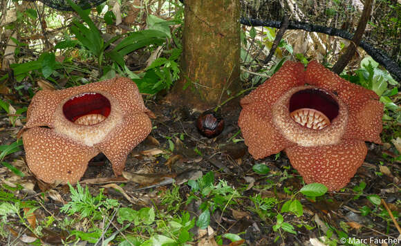 Image of Rafflesia keithii W. Meijer