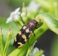 Image of Castiarina cupreoflava (Saunders 1869)