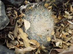 Image of Mammillaria candida Scheidw.