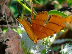 Image of Ruddy Daggerwing