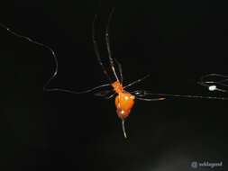 Image of Argyrodes miniaceus (Doleschall 1857)