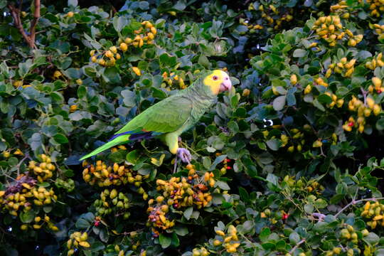 Imagem de Amazona barbadensis (Gmelin & JF 1788)