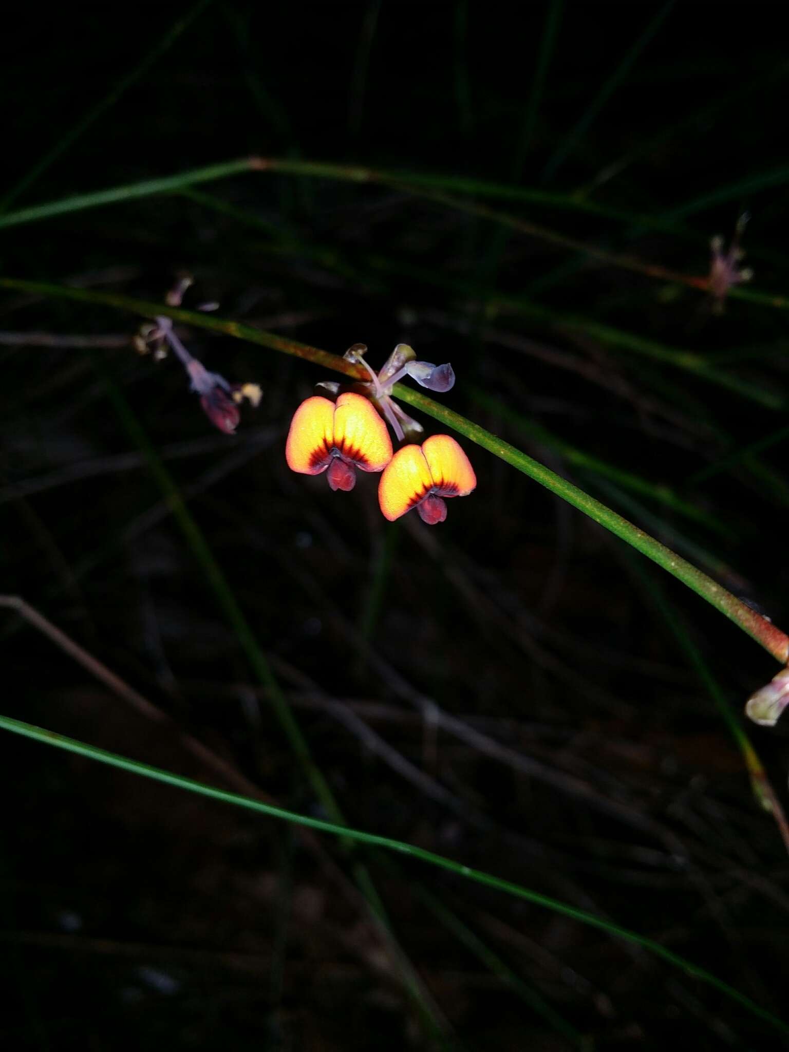 Daviesia triflora Crisp resmi