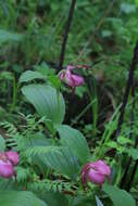 Image of Cypripedium ventricosum Sw.