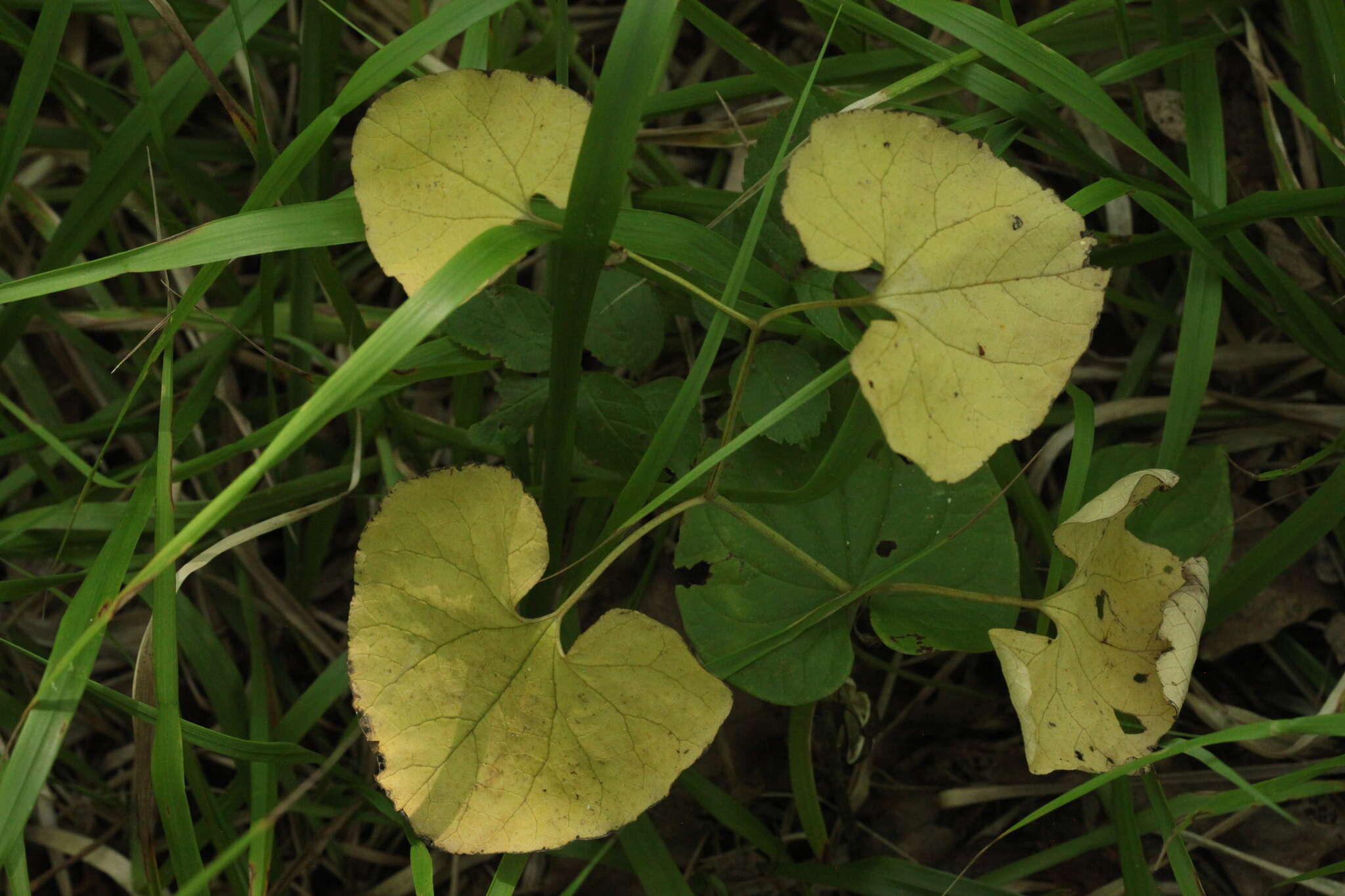 Image of Aristolochia steupii Woronow