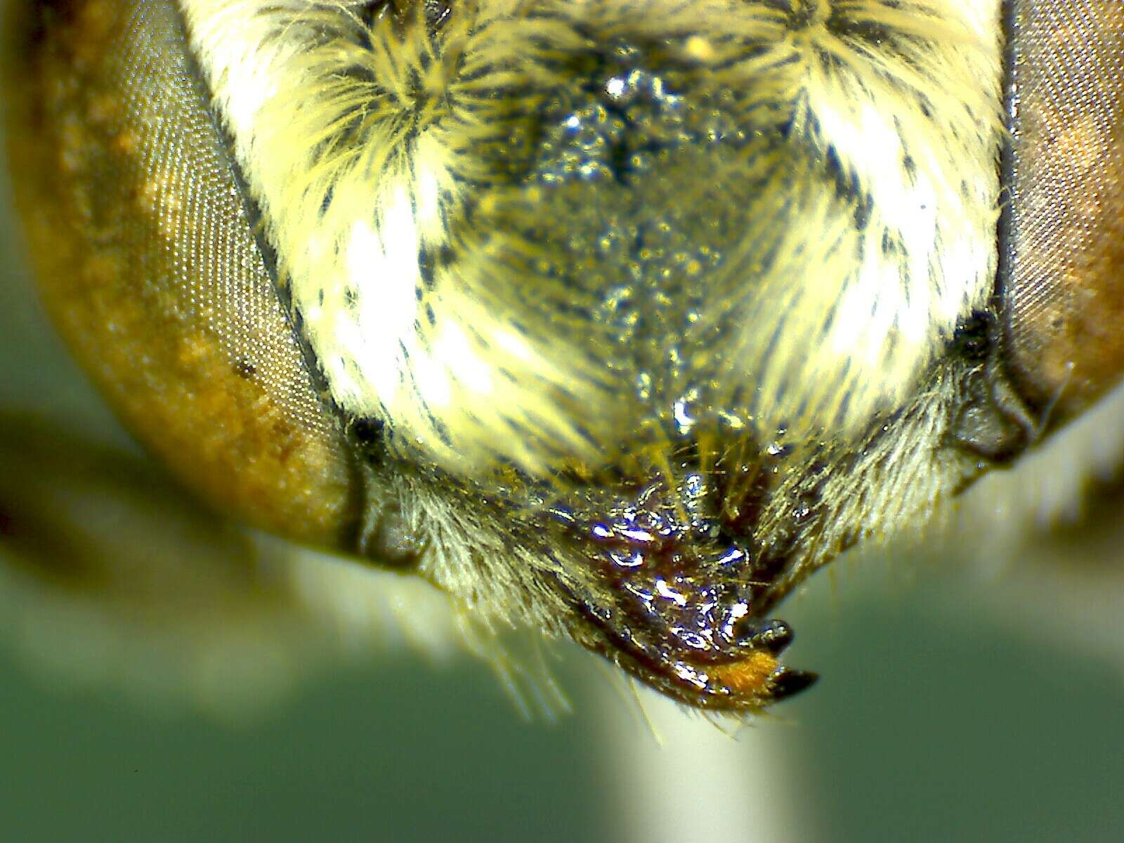 Image of Elegant leaf-cutter bee