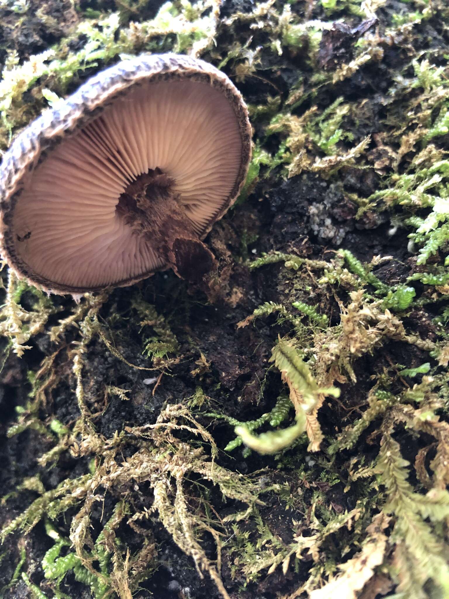 Image of Lentinula novae-zelandiae (G. Stev.) Pegler 1983