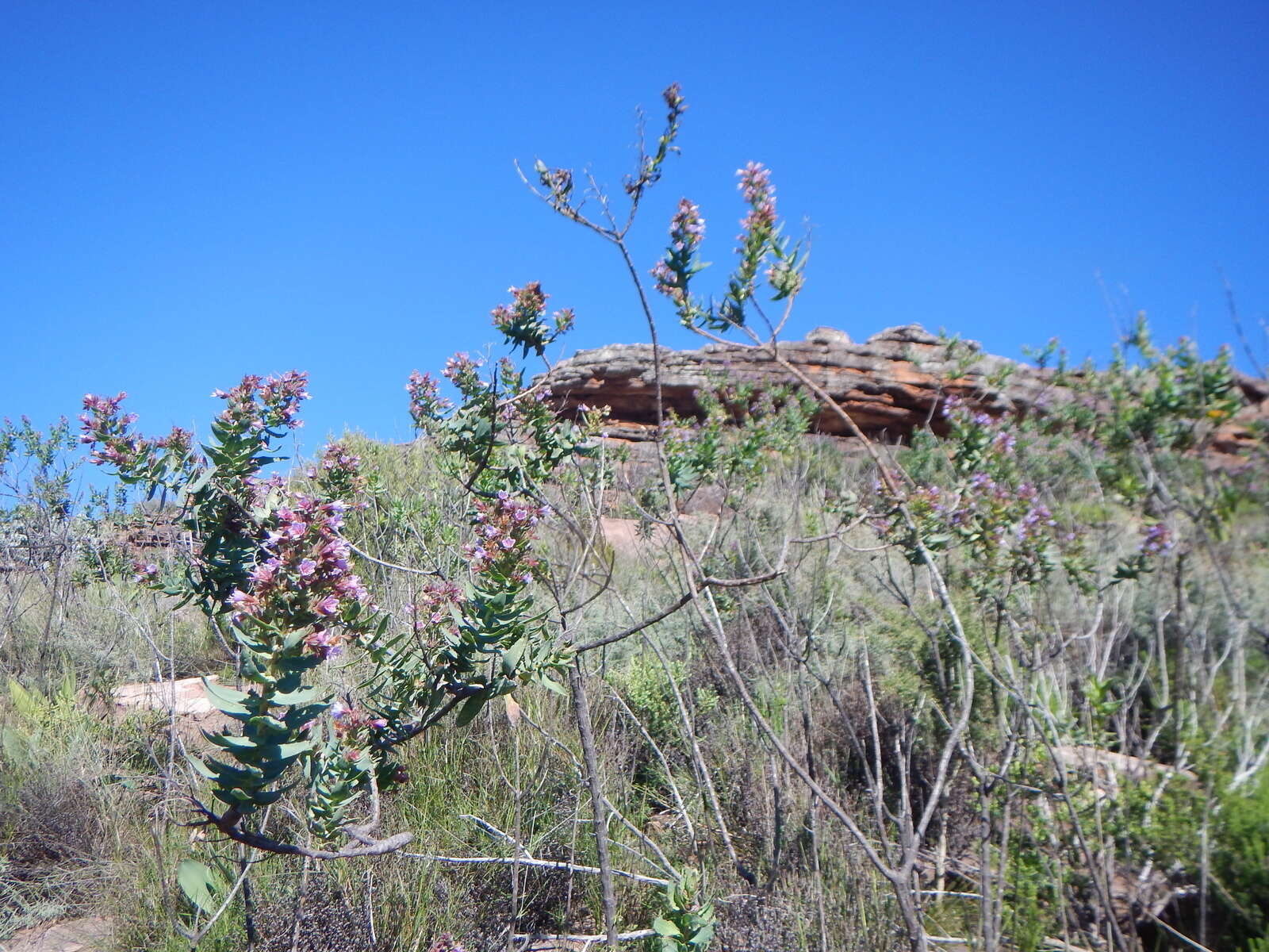 Lobostemon laevigatus (L.) Buek resmi