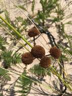 Image of Lake Huron tansy