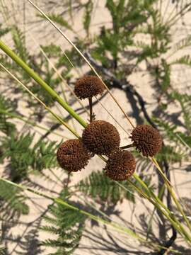 Tanacetum bipinnatum subsp. bipinnatum的圖片