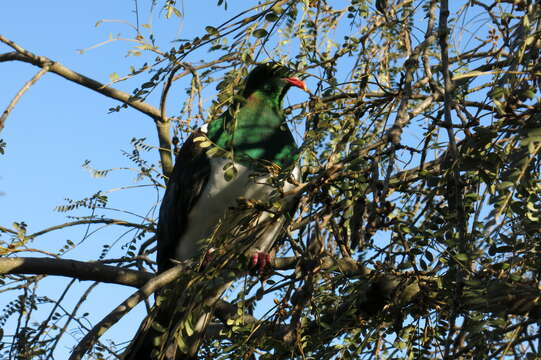 Image of Kererū