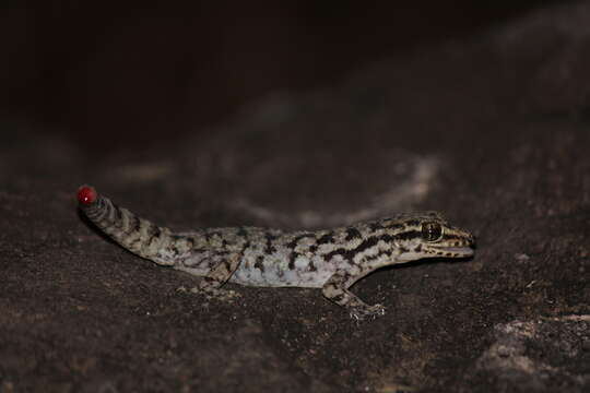 Image of Darwin's Leaf-toed Gecko