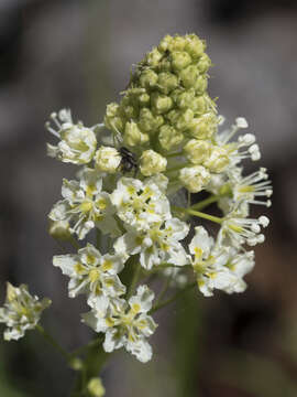 Image of Toxicoscordion venenosum var. venenosum