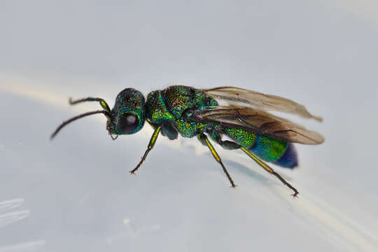 Image of <i>Chrysis iris</i>