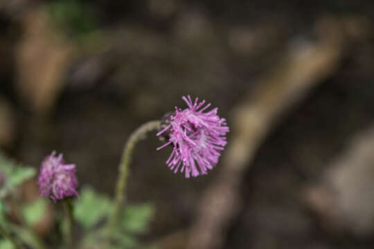 Plancia ëd Hofmeisteria gayleana B. L. Turner