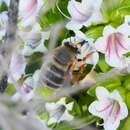 Слика од Anthophora porphyrea Westrich 1993