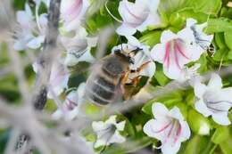 Sivun Anthophora porphyrea Westrich 1993 kuva