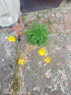 Image of Papaver lapponicum subsp. jugoricum (Tolm.) S. V. Gudoshnikov