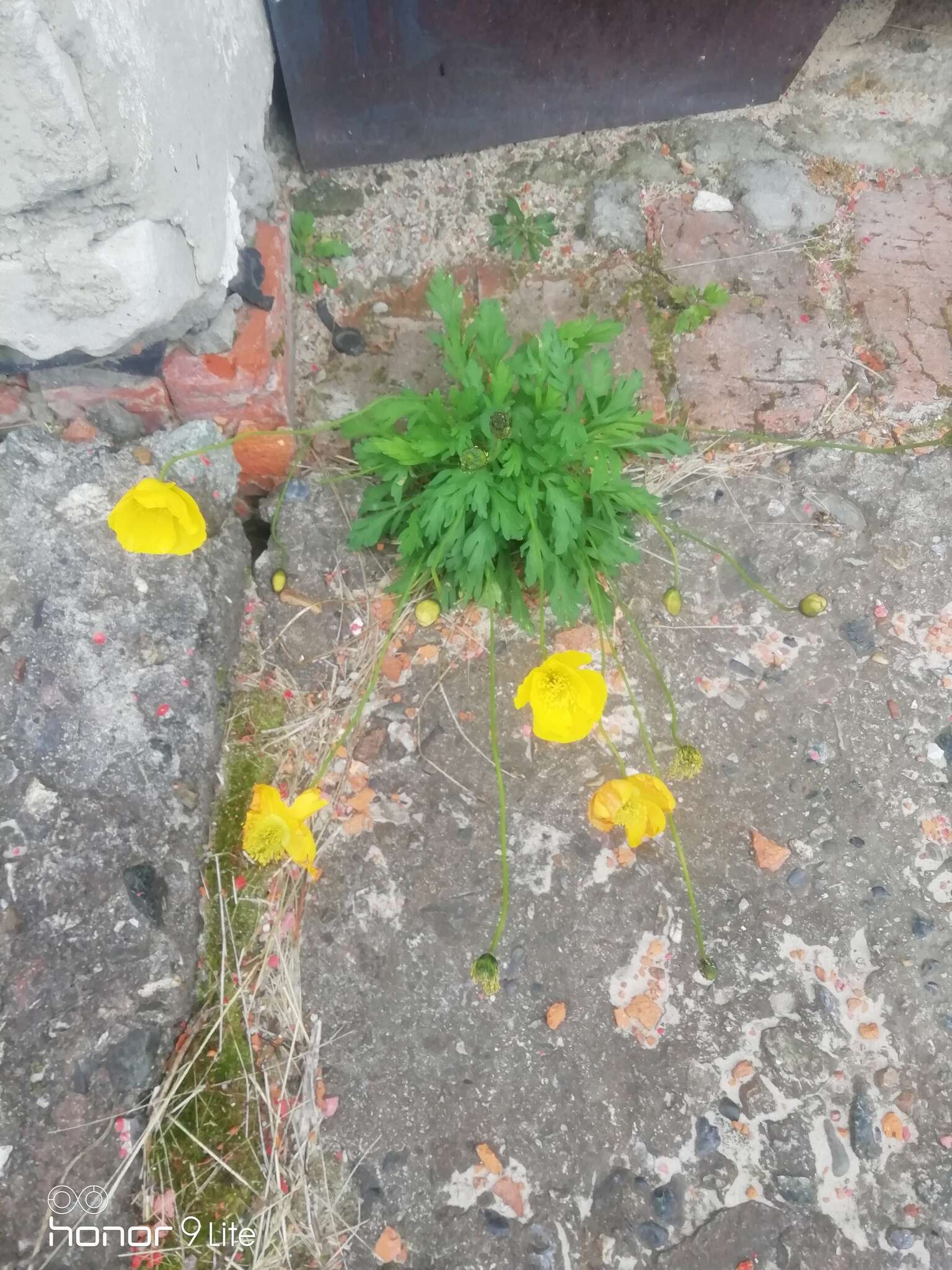 Image of Papaver lapponicum subsp. jugoricum (Tolm.) S. V. Gudoshnikov