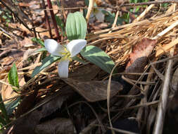 Image of snow trillium