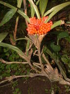 Image of Maxillaria fulgens (Rchb. fil.) L. O. Williams