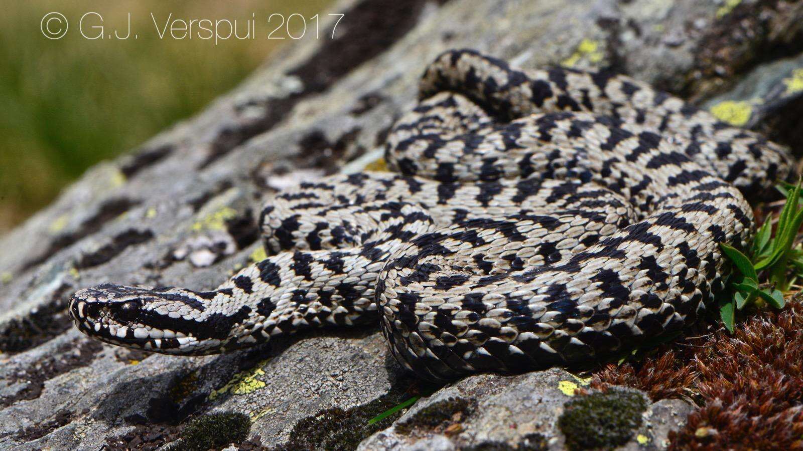 Image of Vipera walser Ghielmi, Menegon, Marsden, Laddaga & Ursenbacher 2016