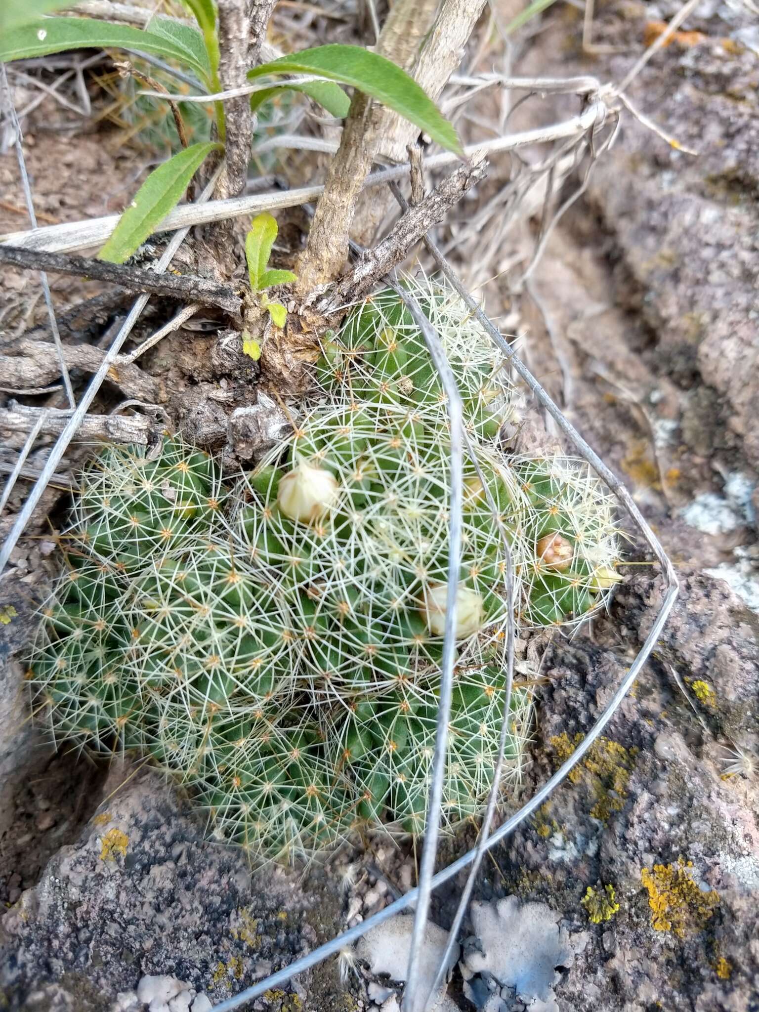 Image de Mammillaria decipiens subsp. decipiens