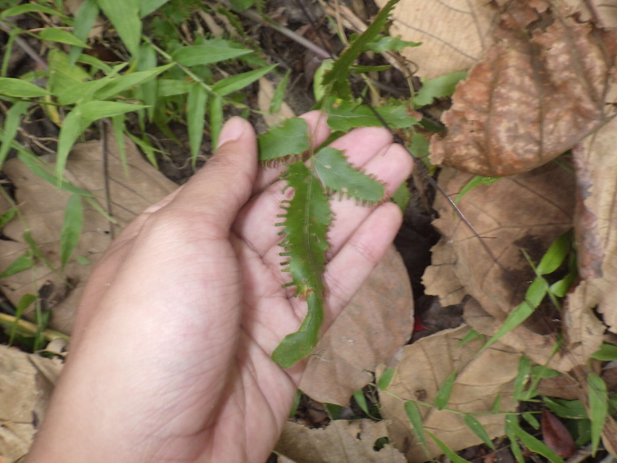 Image of willow-leaved climbing fern