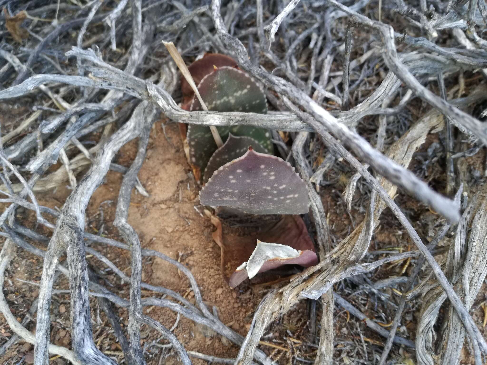 Слика од Gasteria disticha var. robusta van Jaarsv.