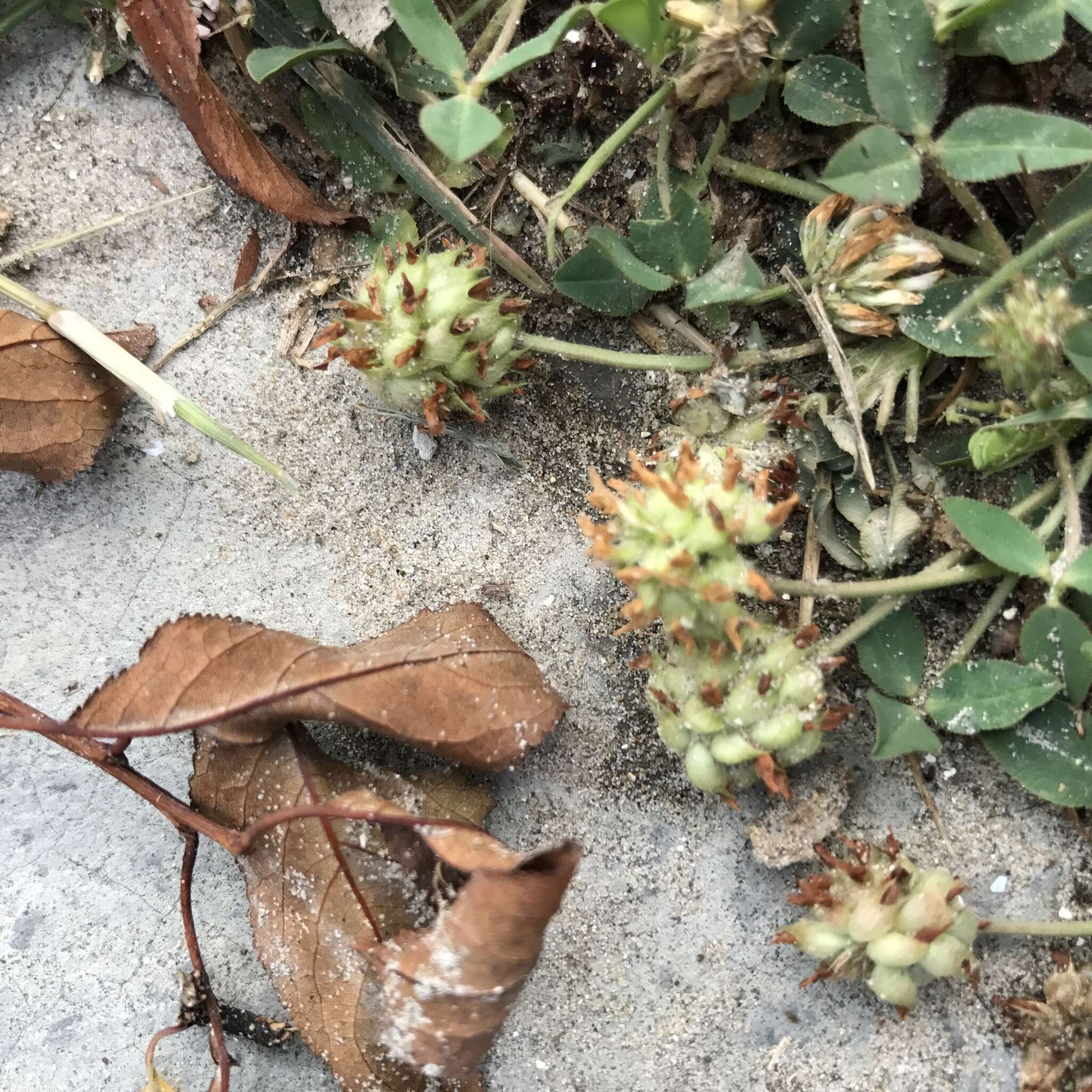 Image of strawberry clover