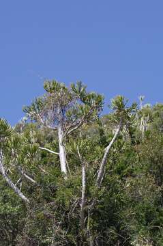 Image of large-toothed euphorbia