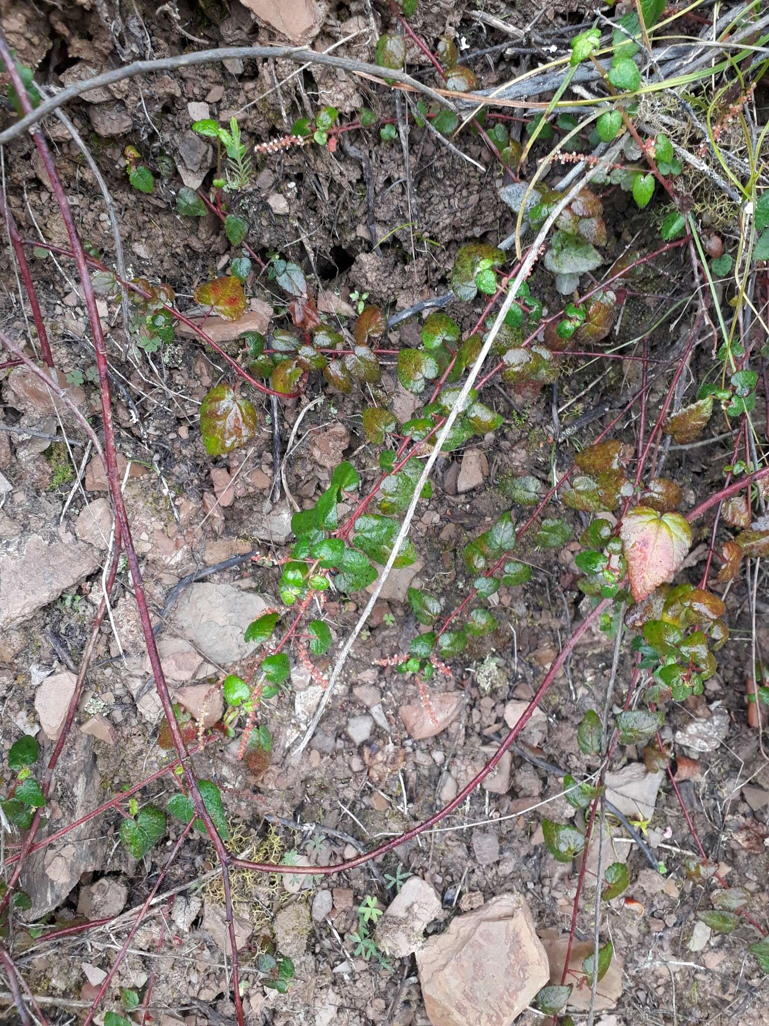 Image of Bernardia corensis (Jacq.) Müll. Arg.