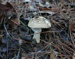 Image of Yellow spotted amanita